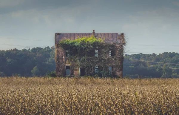 Régi, elhagyatott épület, melyet hosszú szőlő borít a mező közepén. — Stock Fotó