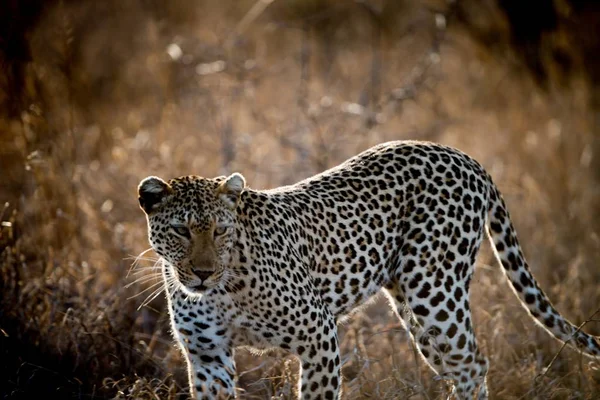 Una Hermosa Toma Leopardo Africano Cazando Presas — Foto de Stock