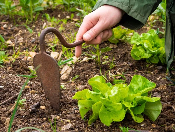Una Persona Plantando Verduras Suelo Durante Día — Foto de Stock