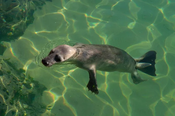 California Sea Lion Swimming Water Sunlight Spain — Stock Photo, Image