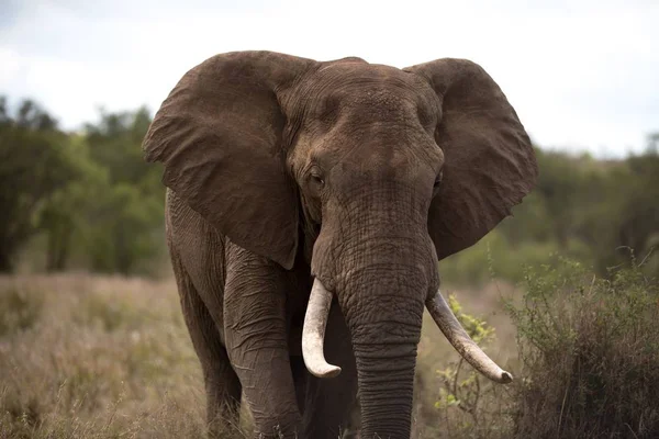 Beautiful african elephant with a blurred background — Zdjęcie stockowe