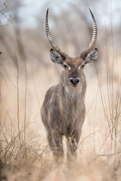 Een Close Shot Van Een Waterbok Met Een Wazige Achtergrond — Stockfoto