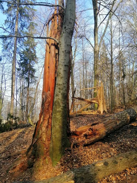 Colpo Verticale Alberi Regolari Rotti Nella Foresta Jelenia Gra Polonia — Foto Stock