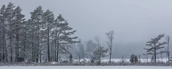 Une Forêt Enneigée Froide Hiver Suède — Photo