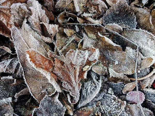 Detailní Záběr Zamrzlých Suchých Listů Zemi Během Zimy — Stock fotografie