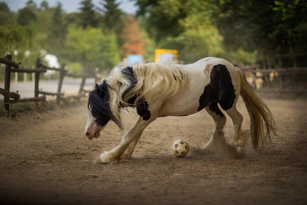 Cavallo Bianco Nero Che Gioca Con Una Palla Ranch Sotto — Foto Stock
