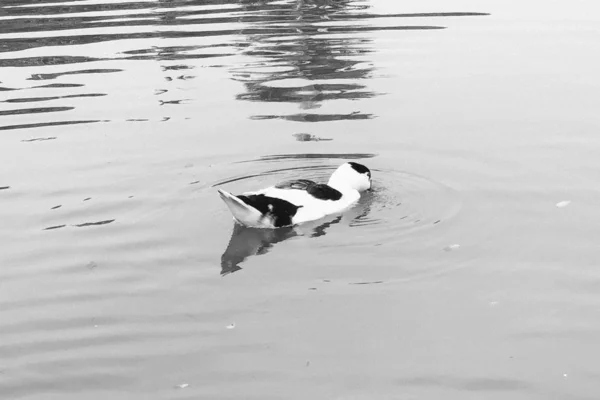 Una Hermosa Imagen Cisne Blanco Negro Nadando Lago Tranquilo —  Fotos de Stock
