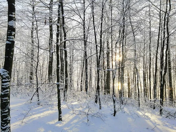 Wald umgeben von schneebedeckten Bäumen im Sonnenlicht in Larvik in Norwegen — Stockfoto