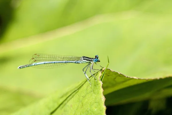 Gros Plan Une Demoiselle Azur Avec Une Coloration Noire Bleue — Photo