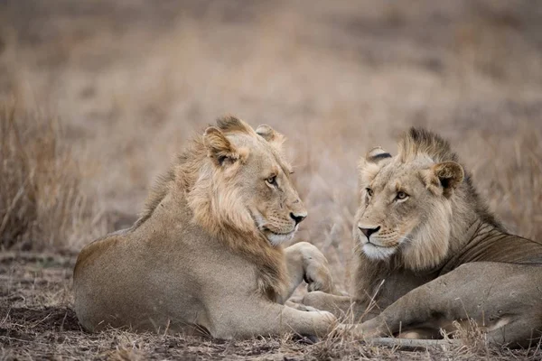 Zwei Männliche Löwen Ruhen Auf Dem Boden Mit Verschwommenem Hintergrund — Stockfoto