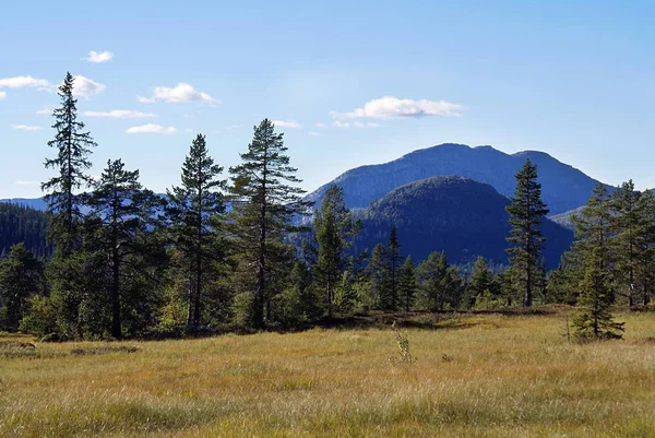 Prachtig groen landschap met groene bomen omgeven door hoge rotsachtige bergen in Noorwegen — Stockfoto