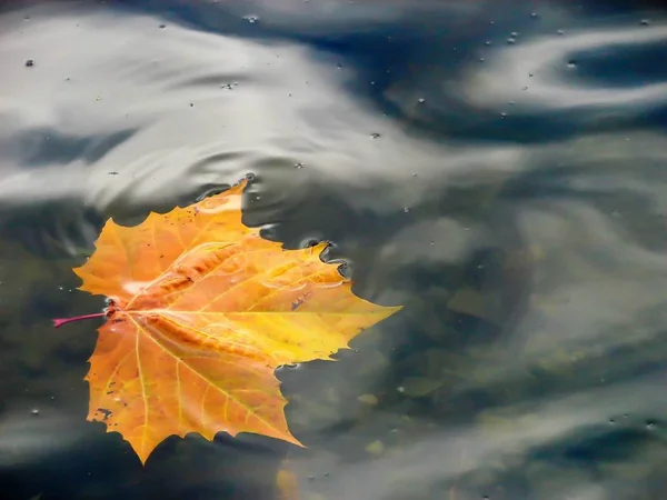 Närbild Ett Vackert Gult Löv Föll Vattnet — Stockfoto