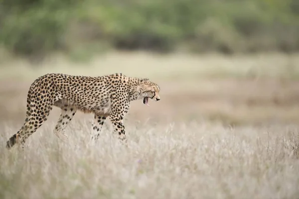 Een Mooie Cheeta Loopt Het Struikgewas Met Een Mond Wijd — Stockfoto