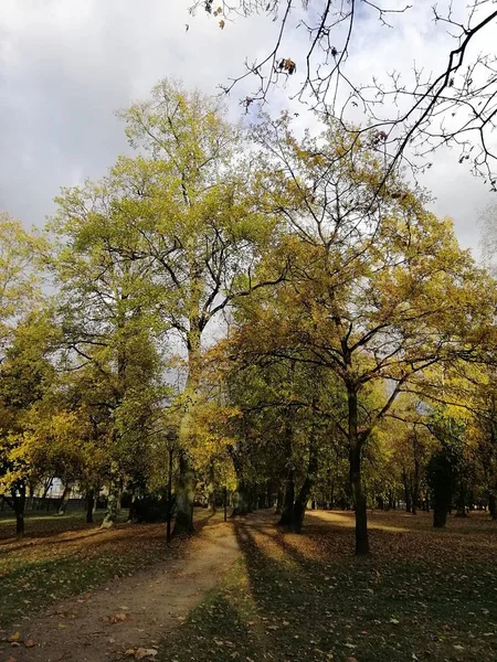Parque Coberto Árvores Com Folhas Coloridas Sob Céu Nublado Durante — Fotografia de Stock