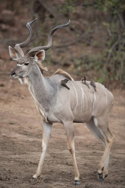 Tiro Vertical Antílope Kudu Com Pequenos Pássaros Nas Costas — Fotografia de Stock