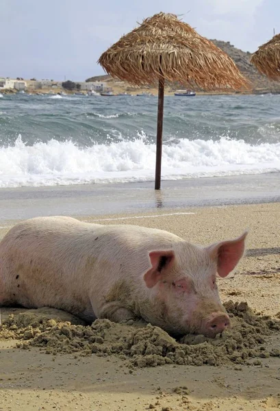 Plan Vertical Cochon Sur Sable Autour Parapluie Sur Plage — Photo