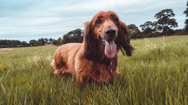 Mignon chien irlandais drôle setter courir dans un champ herbeux avec sa langue sur — Photo