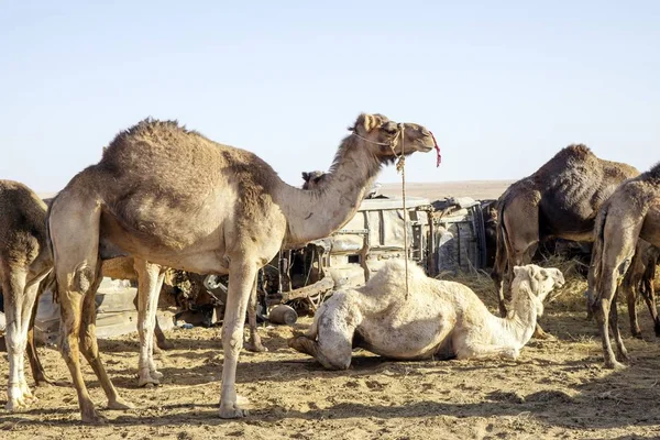 Flock Kameler Fållan Solig Dag — Stockfoto
