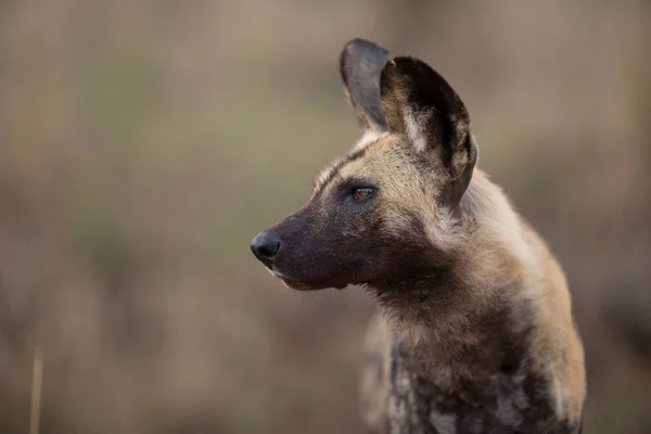 Een Close Shot Van Een Afrikaanse Wilde Hond Met Een — Stockfoto