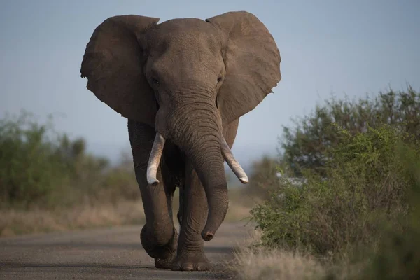 Una Hermosa Foto Elefante Africano Caminando Por Carretera Con Fondo — Foto de Stock