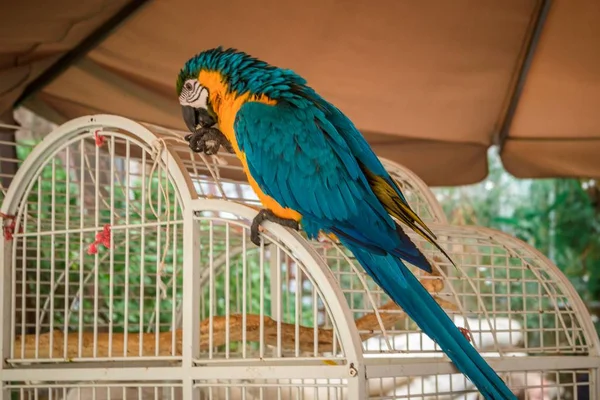 Een Blauwe Gele Papegaai Die Een Groene Kooi Staat — Stockfoto