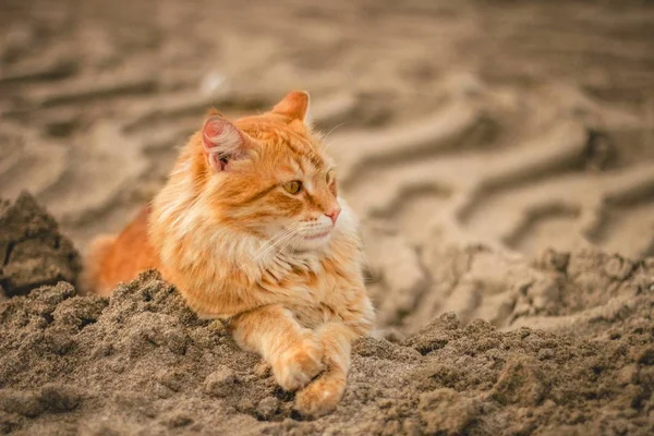 Wide Angle Shot Cat Lying Sand Daytime — Stock Photo, Image