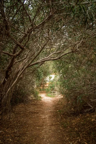 Foto vertical de un sendero rodeado de árboles en el bosque. — Foto de Stock