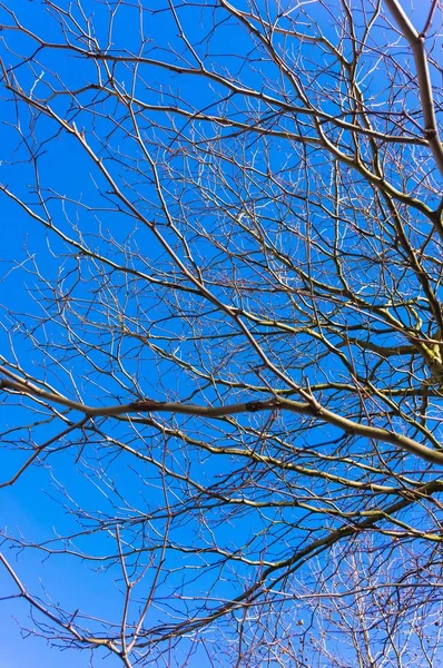 Ramos Uma Árvore Nua Outono Com Fundo Céu Azul — Fotografia de Stock