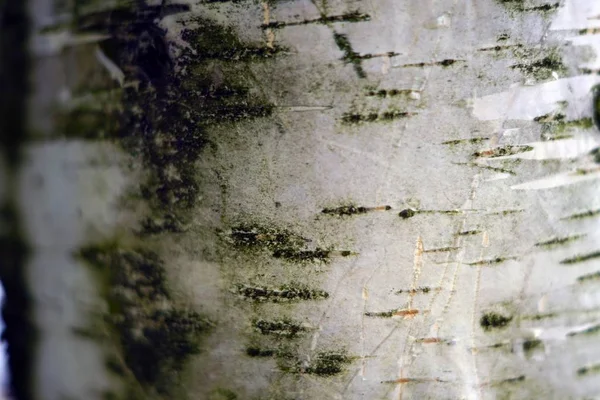 긁히고 이끼로 나무를 클로즈업 — 스톡 사진