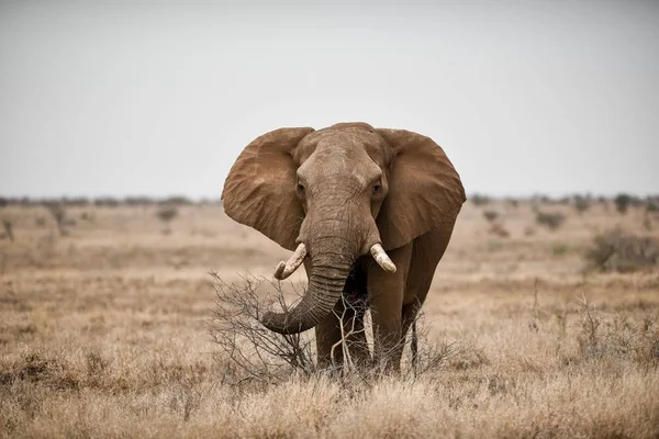 Piękne Ujęcie Afrykańskiego Słonia Polu Sawanny — Zdjęcie stockowe