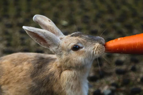 Closeup Shot Rabbit Eating Carrot Blurred Background — Stock Photo, Image