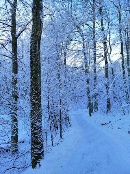 Image verticale d'arbres dans une forêt enneigée à Larvik (Norvège) — Photo