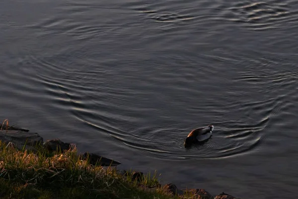 Niedliche Ente schwimmt in einem See in Ufernähe, der mit Gras bedeckt ist — Stockfoto