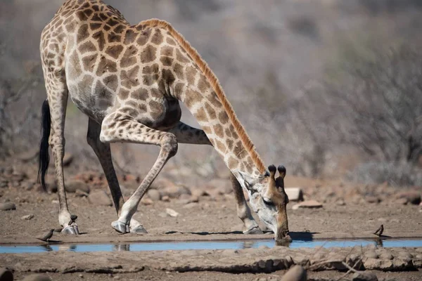 Uma Girafa Alta Beber Água — Fotografia de Stock