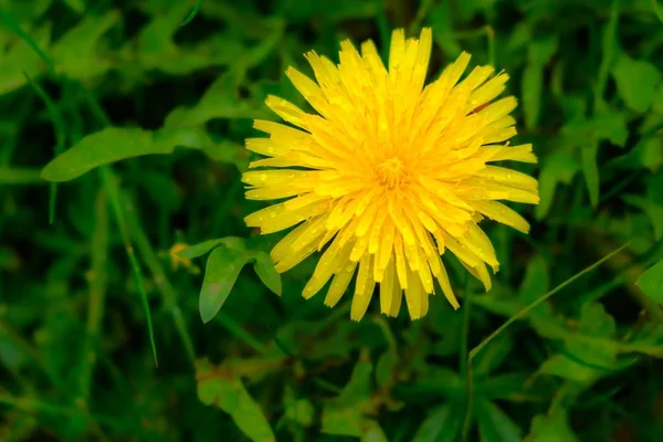 Primer plano de un diente de león amarillo en el campo — Foto de Stock