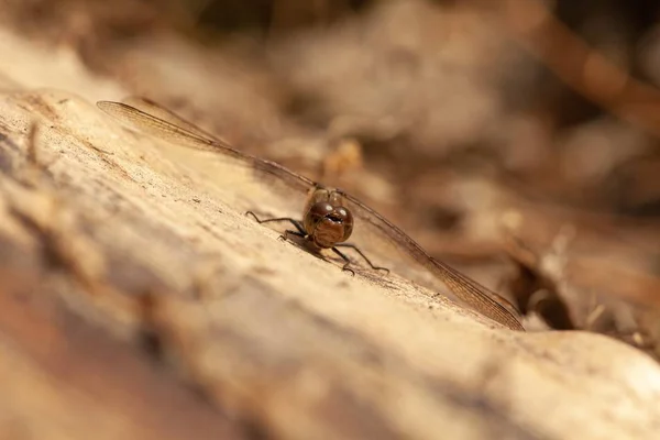 Primo Piano Vista Frontale Colpo Una Libellula Una Superficie Legno — Foto Stock