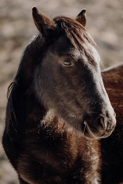 Eine Vertikale Nahaufnahme Des Kopfes Eines Schönen Braunen Pferdes — Stockfoto