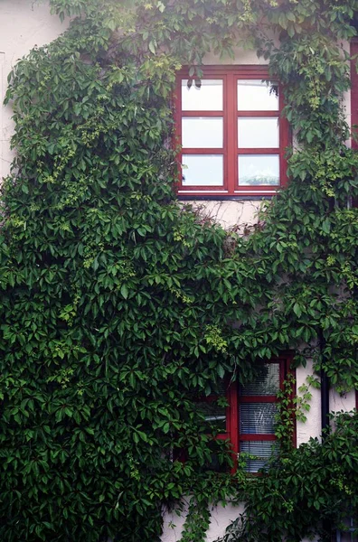 Zdjęcie pionowe pięknego domu pokrytego zielonymi roślinami w Norwegii — Zdjęcie stockowe