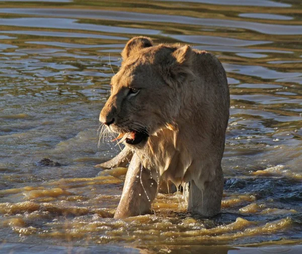 Una Leonessa Piedi Sull Acqua Durante Giorno — Foto Stock