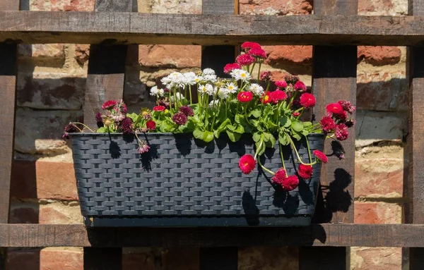 Planta vaso cheio de flores coloridas anexado à varanda de um edifício antigo em um dia ensolarado — Fotografia de Stock
