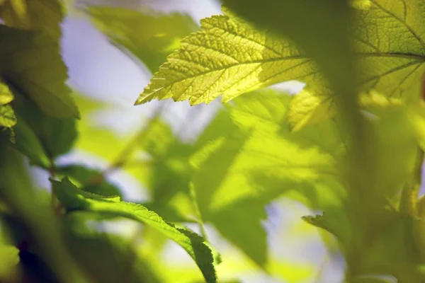 A selective focus shot of leaves under the sunlight