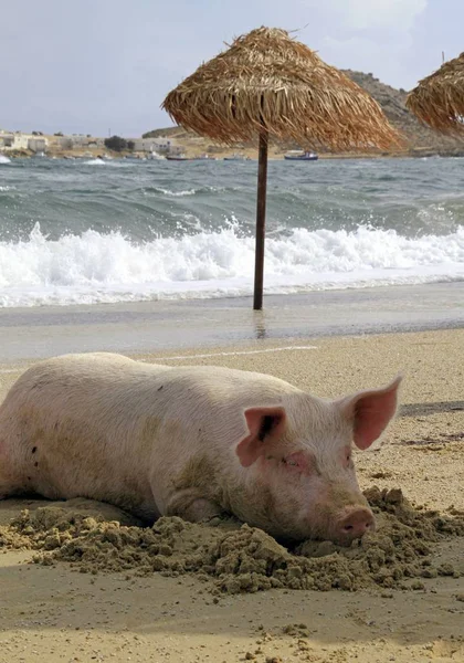Tiro vertical de un cerdo tendido en la playa — Foto de Stock