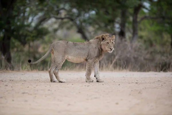 León Macho Caminando Por Carretera Con Fondo Borroso — Foto de Stock