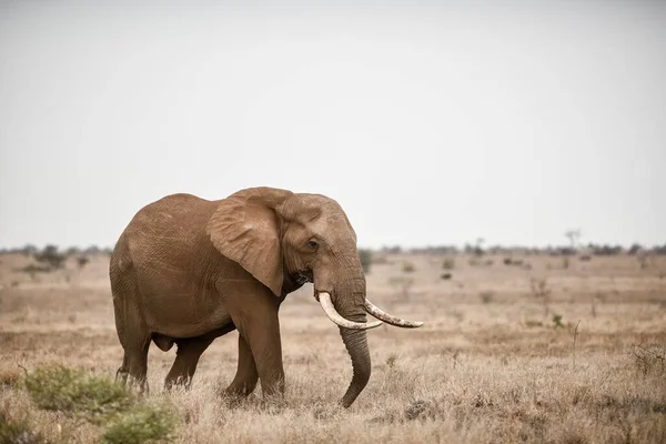 Uma Bela Foto Elefante Africano Campo Savanas — Fotografia de Stock
