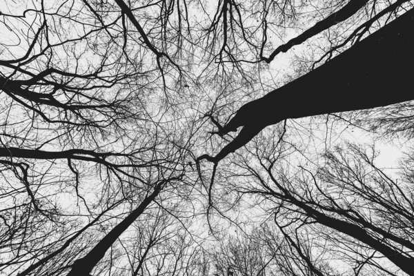 Baixo ângulo de tiro de árvores enormes na floresta com um céu sombrio no fundo — Fotografia de Stock