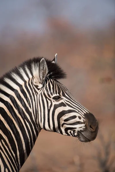 Vertical closeup shot of a zebra with a blurred background — Stock Photo, Image