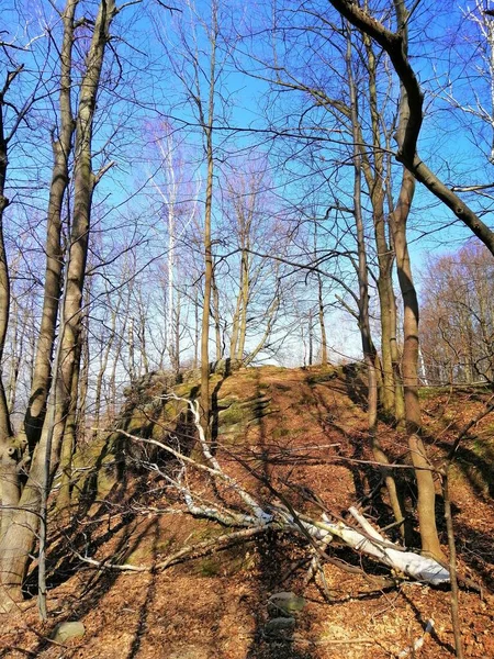 Colpo Verticale Alberi Secchi Ramo Bianco Spezzato Che Scivola Giù — Foto Stock