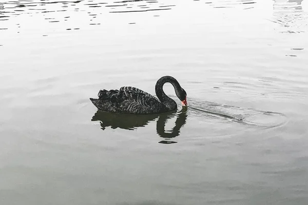 Una Bella Foto Cigno Nero Che Nuota Lago — Foto Stock