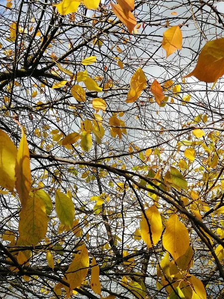 Vue en angle bas des feuilles colorées sur les branches des arbres sous la lumière du soleil et un ciel nuageux — Photo