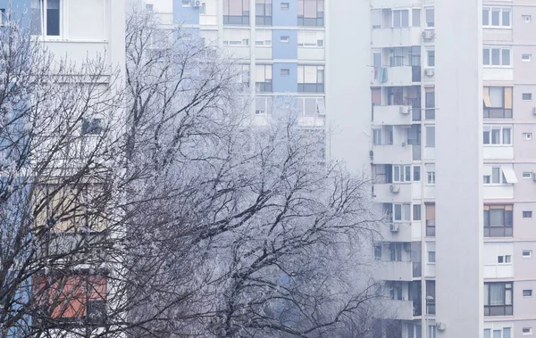 Drzewo pokryte śniegiem z apartamentowcem na tle Zagrzebia w Chorwacji — Zdjęcie stockowe